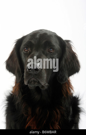 Flat Coated Retriever Banque D'Images