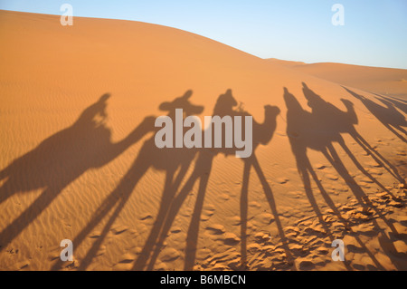 Ombres de chameaux dans le Sahara Merzouga, Maroc Banque D'Images