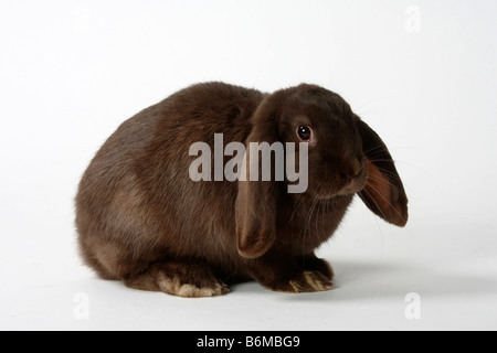 Lop oreilles lapin nain néerlandais la Havane lapin domestique choco Banque D'Images