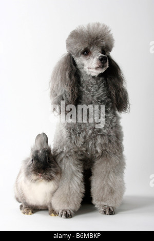 Caniche miniature et d'une crinière de lion lapin nain lapin domestique rhon Banque D'Images
