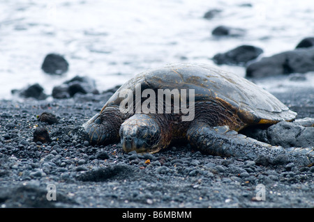 Tortue de mer verte reposant sur Punaulu'u's black Sands Beach, Big Island, Hawaii Banque D'Images