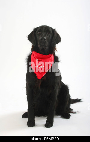 Flat Coated Retriever foulard Banque D'Images