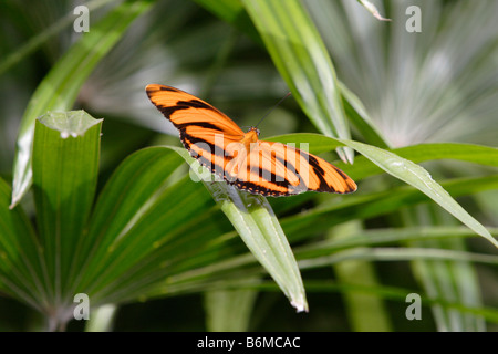 Dryadula phaetusa butterfly Orange bagués sur feuilles des plantes photographiées en captivité Banque D'Images