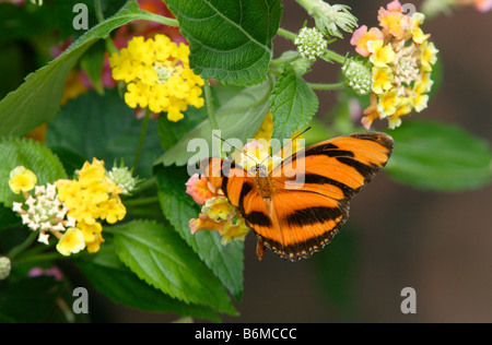 Dryadula phaetusa butterfly Orange bagués sur fleur jaune photographié en captivité Banque D'Images