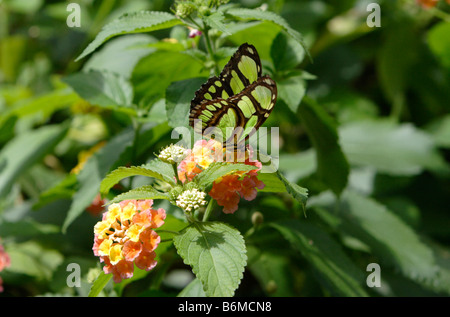 Siproeta stelenes Malachite butterfly on flower photographié en captivité Banque D'Images