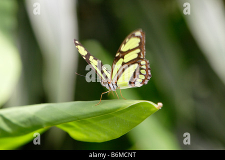Papillon Siproeta stelenes Malachite sur leaf photographié en captivité Banque D'Images