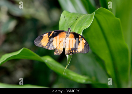 Moqueur Swallowtail butterfly Papilio dardanus sur leaf photographié en captivité Banque D'Images