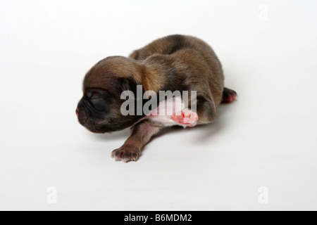 Tibetan Spaniel puppy 2 jours Banque D'Images