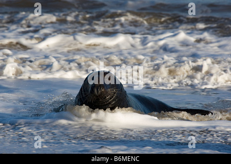 Phoque gris Bull couché sur le rivage Banque D'Images