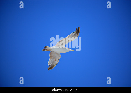 Mouette en vol Banque D'Images