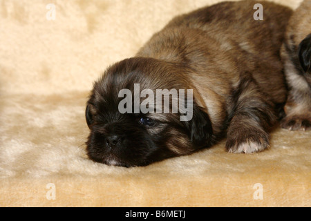 Tibetan Spaniel chiot 3 semaines Banque D'Images