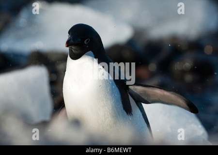 Adelie Penguin après la sortie de l'eau ; les gouttelettes d'eau s'envoler. Banque D'Images