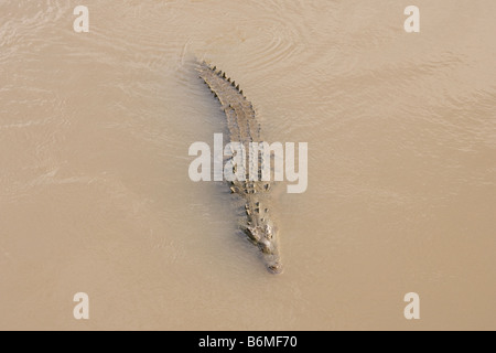 Grand crocodile nageant dans la Herradura river au Costa Rica Banque D'Images