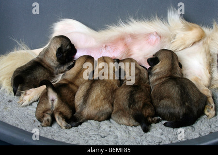 Tibetan Spaniel puppies 14 jours Banque D'Images