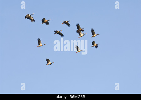 (Anseranas semipalmata Goose Magpie) troupeau volant au-dessus de l'eau jaune Billabong Cooinda Kakadu Territoire du Nord Banque D'Images