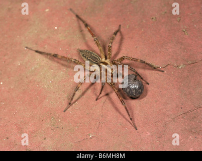Cloportes vulgaires (Armadillidium vulgare) enroulé en défense contre les attaques par des garderies spider web (Pisaura sp.) Banque D'Images