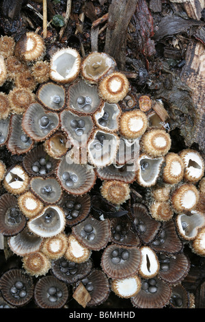 Nid d'oiseau à cannelures de champignons, Cyathus striatus Banque D'Images