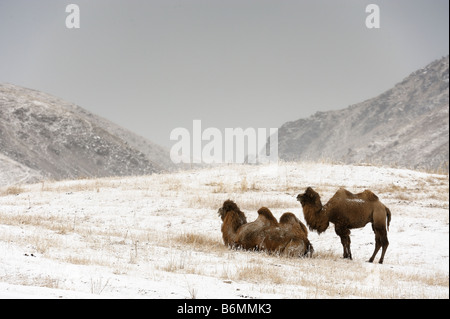 Les chameaux de Bactriane en hiver la steppe. Banque D'Images