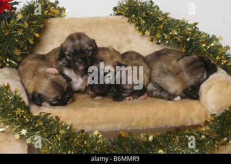 Tibetan Spaniel chiots 3 semaines Banque D'Images