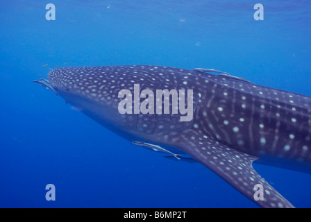 Rhincodon typus, Mahe, Seychelles, océan Indien Banque D'Images