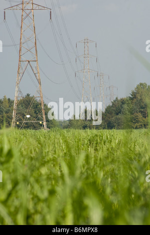 Pylônes électriques tower sur un champ de miscanthus [elephant grass] cultivés pour le biocarburant. Banque D'Images