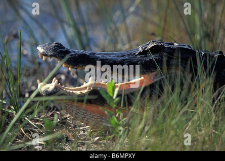 Alligator se dorant dans Shark Valley Banque D'Images