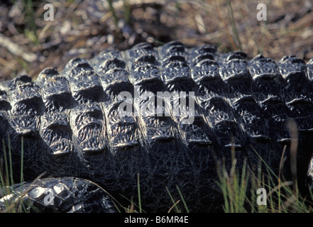 Alligator se dorant dans Shark Valley Banque D'Images