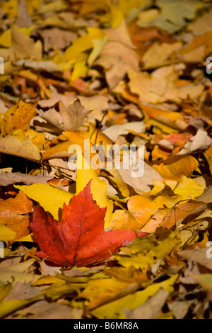 Feuille d'érable rouge reposant sur un lit de jaune. Banque D'Images