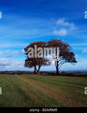 Hêtres connus sous le nom de Seven Sisters sur Cothelstone Hill à Cothelstone dans les collines de Quantock, Somerset, Angleterre Banque D'Images