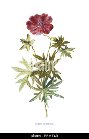 Géranium sanguin Geranium sanguineum 19ème siècle Illustration Frederick Edward Hulme b1841 D1909 Banque D'Images