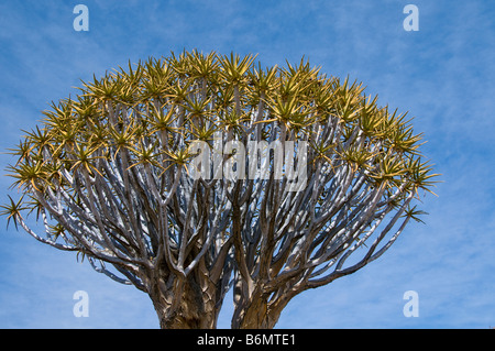 Quivertrees,Plateau Karoo,Sud, Namibie Kalahari Banque D'Images