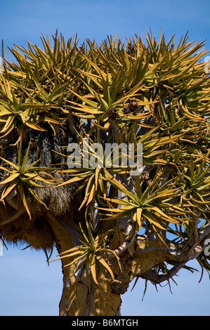 Quivertrees,Plateau Karoo,Sud, Namibie Kalahari Banque D'Images