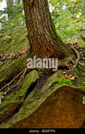 Arbre qui pousse hors de Boulder en Turquie Run State Park Indiana Banque D'Images