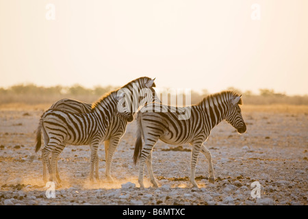 Les zèbres des plaines, Mare et son poulain, tôt le matin, la poussière d'or, Etosha National Park, Namibie Banque D'Images