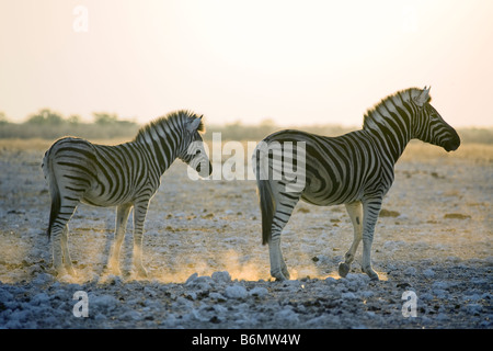 Les zèbres des plaines, Mare et son poulain, tôt le matin, la poussière d'or, Etosha National Park, Namibie Banque D'Images