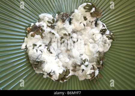Masse de la moisissure blanche que l'utilisation d'être des fraises avec les fanes vertes séchées qui sort en divers endroits. Banque D'Images