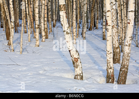 La nature, la neige blanche, bouleau pleureur (Betula pendula) dans la forêt d'hiver ensoleillée journée, Russie Banque D'Images