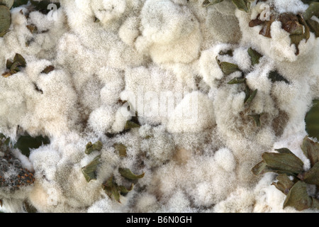 Close up sur la masse de la moisissure blanche que l'utilisation d'être des fraises avec quelques fanes vertes séchées dépassant par endroits. Banque D'Images