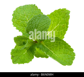 Feuilles de menthe fraîche isolé sur fond blanc Banque D'Images