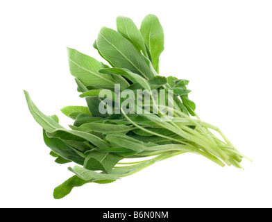 Les frais d'herbe sage isolé sur fond blanc Banque D'Images