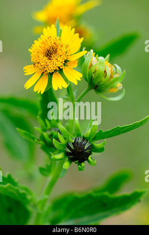 Crownbeard doré blooming flower avec un bourgeon Banque D'Images