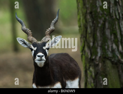 Gros plan d'une antilope Antilope cervicapra blackbuck Banque D'Images