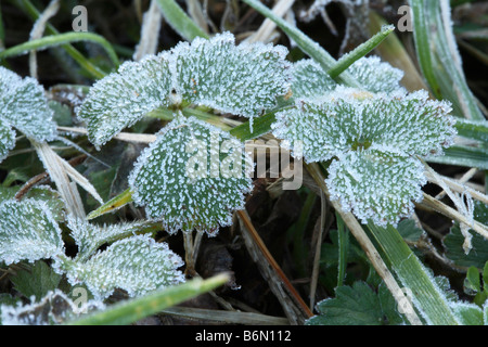 Deux tri lobées feuilles vert foncé de la Fraise indienne (Duchesnea indica) couverts dans de minuscules cristaux de givre blocky Banque D'Images