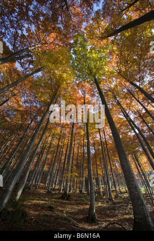 Automne hêtre, bois mangrt pass, parc national du Triglav, Alpes juliennes, en Slovénie Banque D'Images