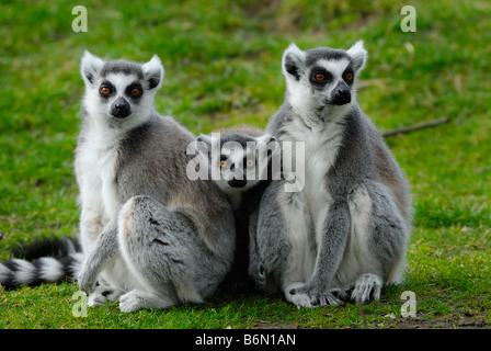 Image drôle de bague deux lémuriens à queue avec un bébé dans le milieu à la recherche de l'appareil photo Banque D'Images