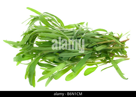 Herbes estragon frais isolé sur fond blanc Banque D'Images