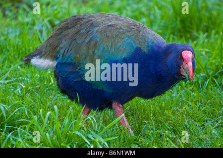 Une Talève takahé (Porphyrio hochstetter - en voie de disparition oiseaux Nouvelle-zélande) pâturage sur l'herbe sur l'île de Kapiti en Nouvelle-Zélande. Banque D'Images