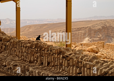 Oiseau Noir assis sur le site Masada National Park,mur,Israël,Asia Banque D'Images