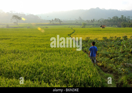 Large zone de rizière dans la province centrale de Java, Indonésie Banque D'Images