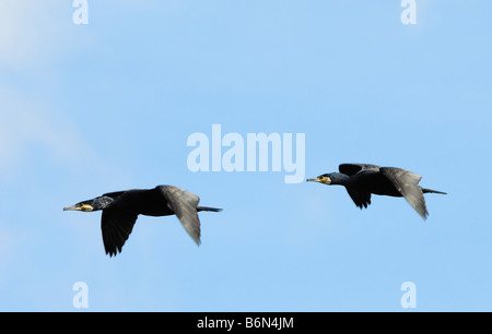 Deux beaux grands cormorans noirs en vol Phalacrocorax carbo Banque D'Images